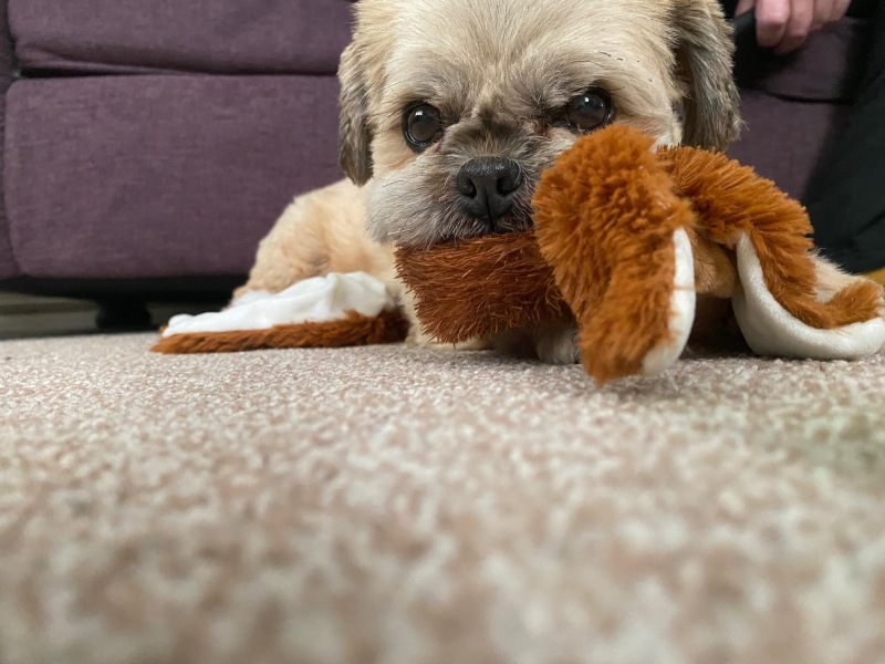 To start a positive dog thread