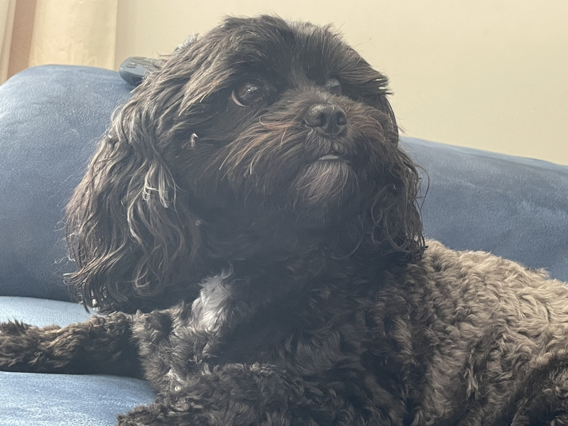 To start a positive dog thread