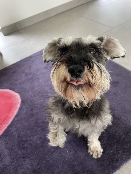 To start a positive dog thread