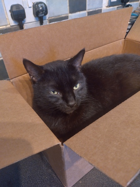 Further Adventures of the Excellent Cats