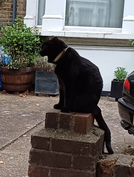 Further Adventures of the Excellent Cats