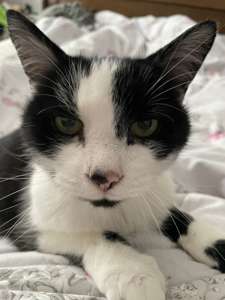 Further Adventures of the Excellent Cats