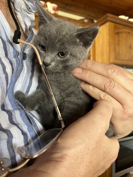 New kitten after sad loss