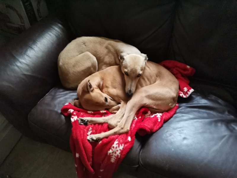 To start a positive dog thread