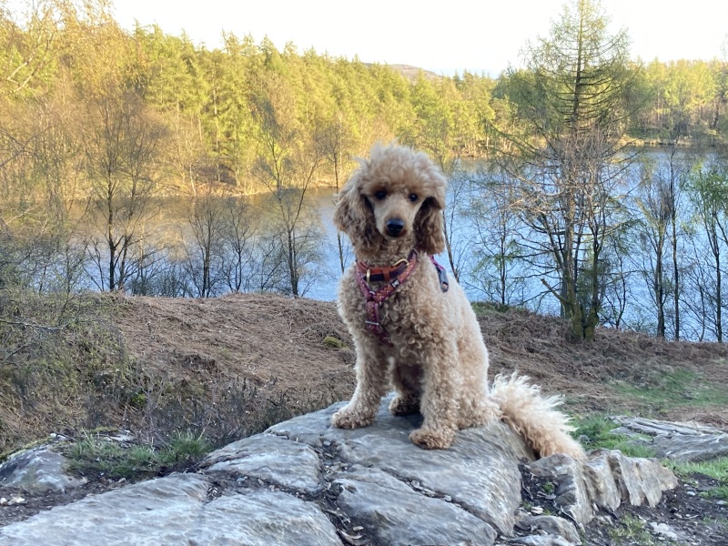 Talk to me about miniature poodles!