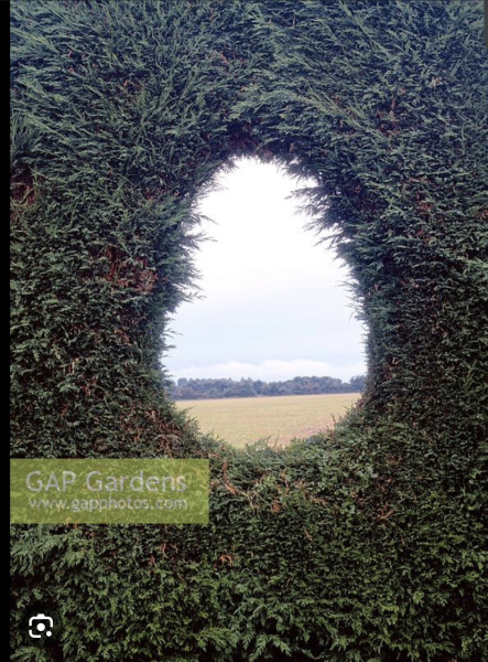 Neighbours Indiana Jones-ing their way into our garden