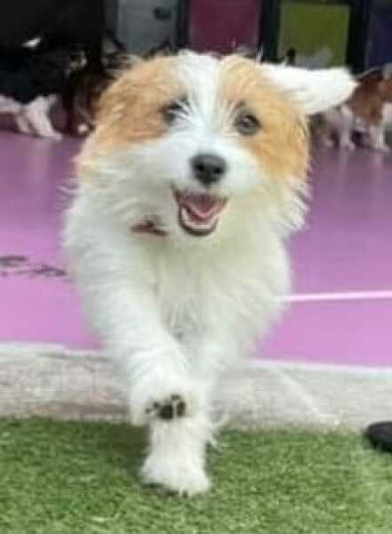 To start a positive dog thread
