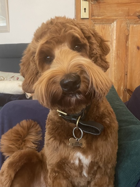 Any dog lovers here?