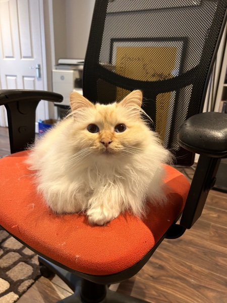 To tell my cat he is insane