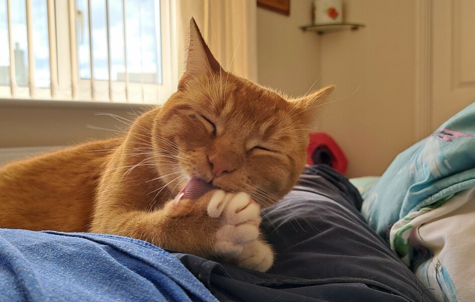 Please can I see your orange cats?