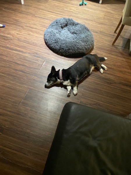 To start a positive dog thread