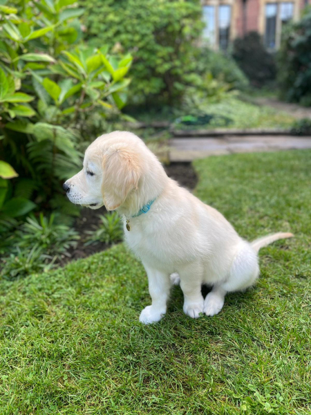 Puppy survival thread part 2