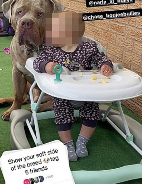 Bull breeds 'Nanny Dog' myth