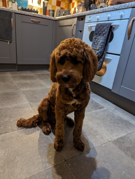 To start a positive dog thread