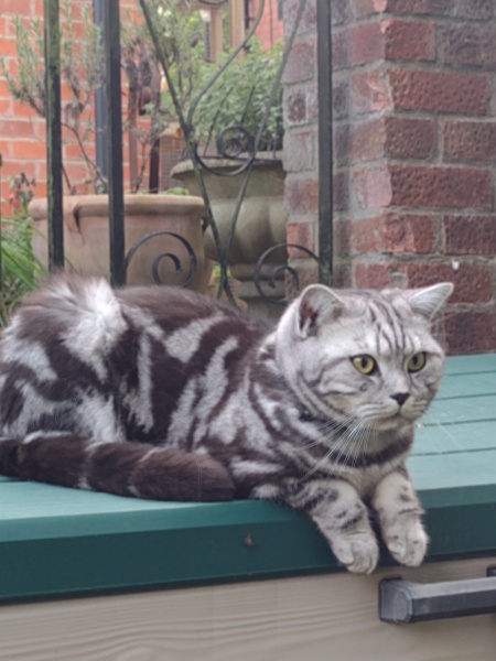 Further Adventures of the Excellent Cats