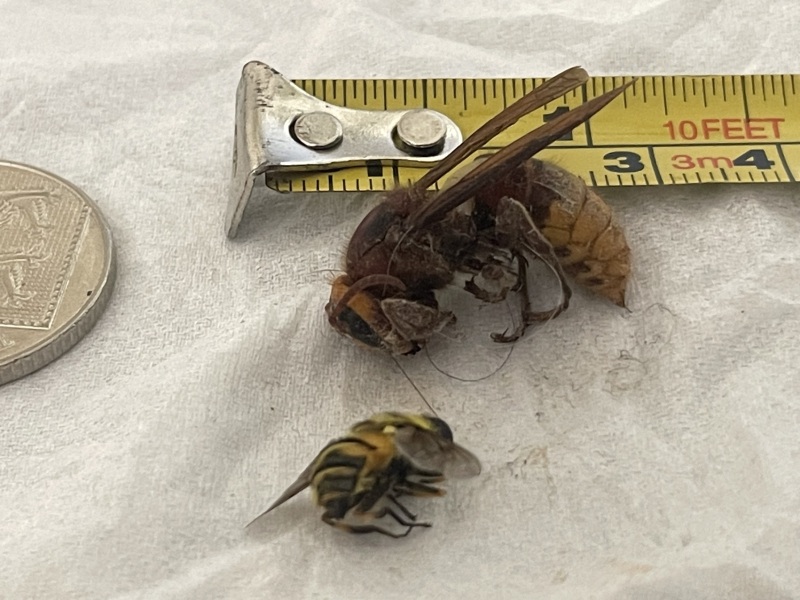 What the hell flew into my bedroom last night?