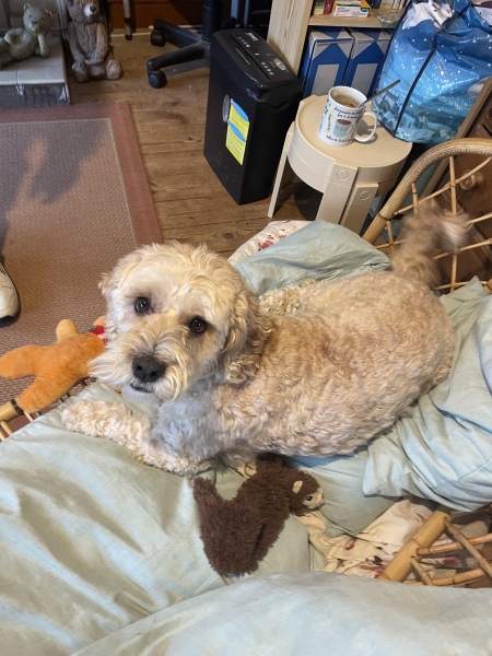 To start a positive dog thread