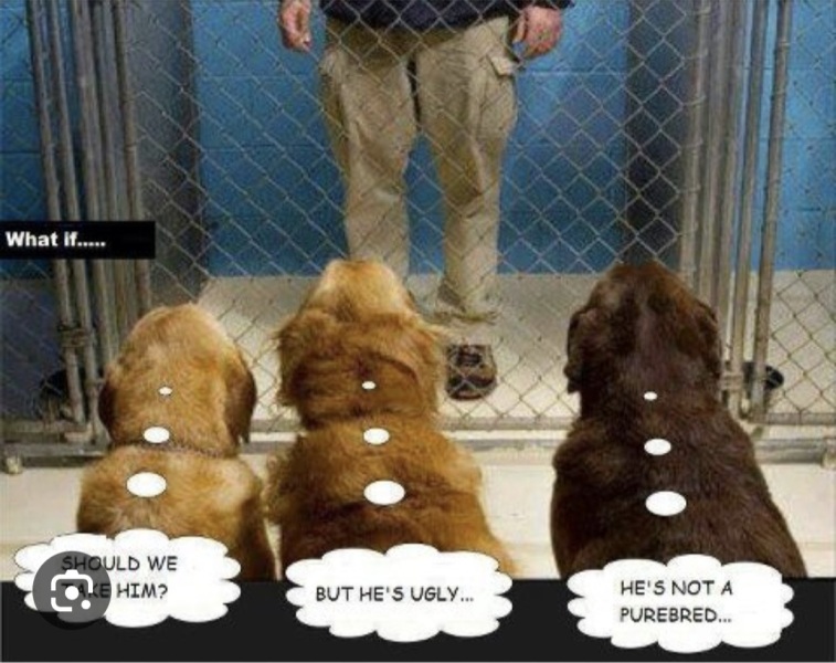Dogs Everywhere