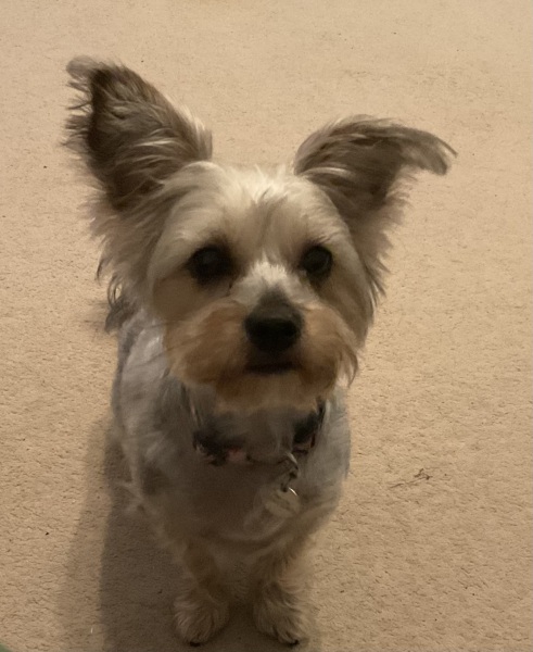 To start a positive dog thread