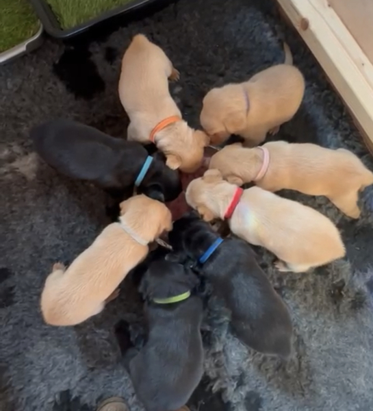 Hit me with your bestest girl puppy names!