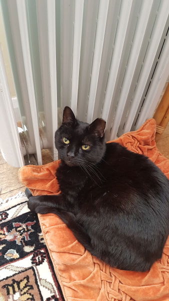 To tell my cat he is insane