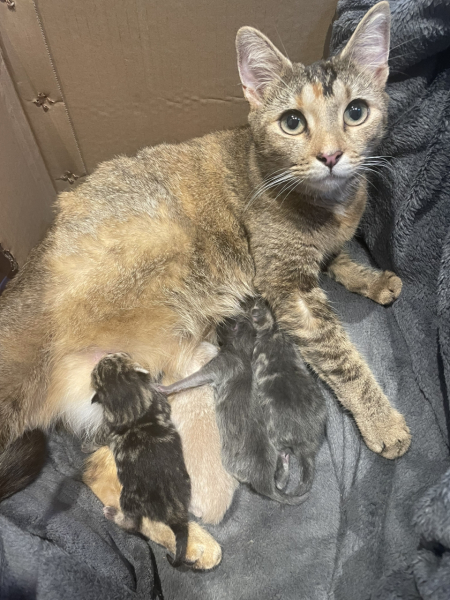 How long does it take for cat to deliver all the kittens?