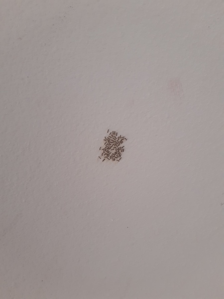 What on earth is this? (Pic)