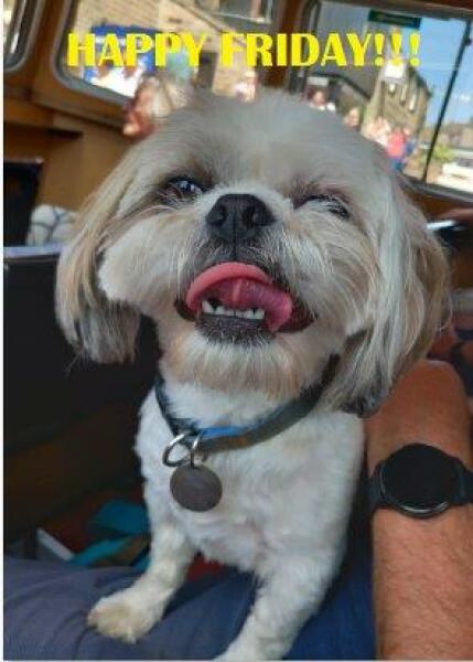 To start a positive dog thread