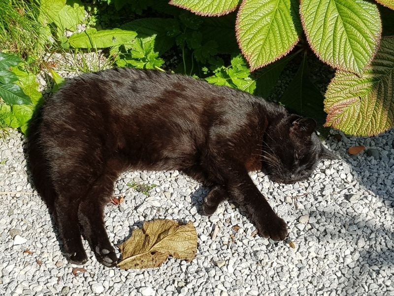 Further Adventures of the Excellent Cats