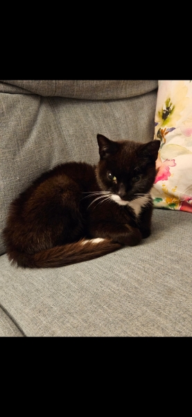 Moved house... absolute nightmare situation with neighbourhood cats