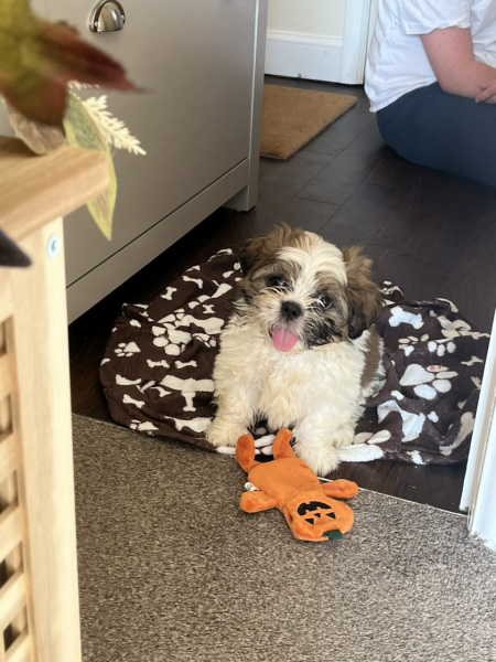 House training problem