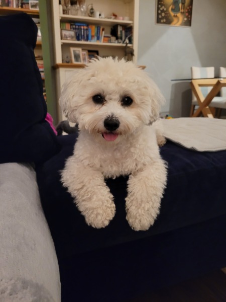 To start a positive dog thread