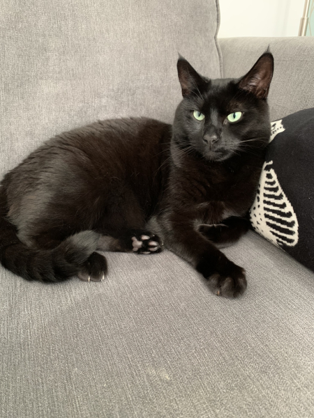 I'm in bed with COVID and utterly miserable. Can I see pics of your pets/favourite memes or favourite jokes?