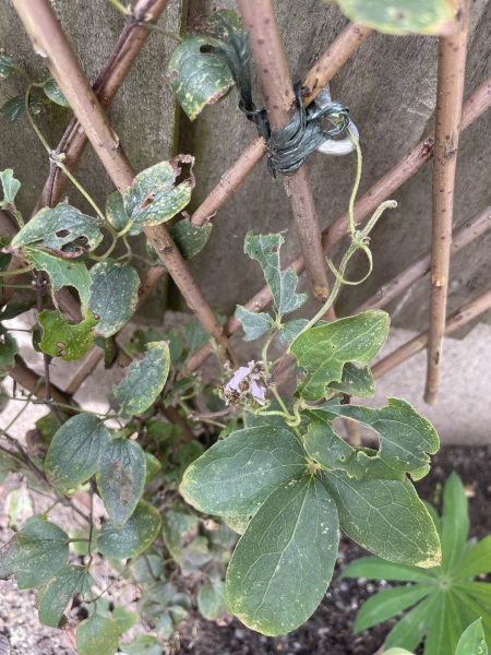 Why isn’t my clematis thriving? (Pictures!)