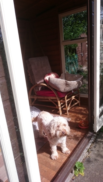 Poodle vs cocker spaniel for 1st timers ?