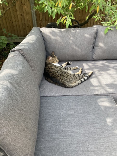 Further Adventures of the Excellent Cats