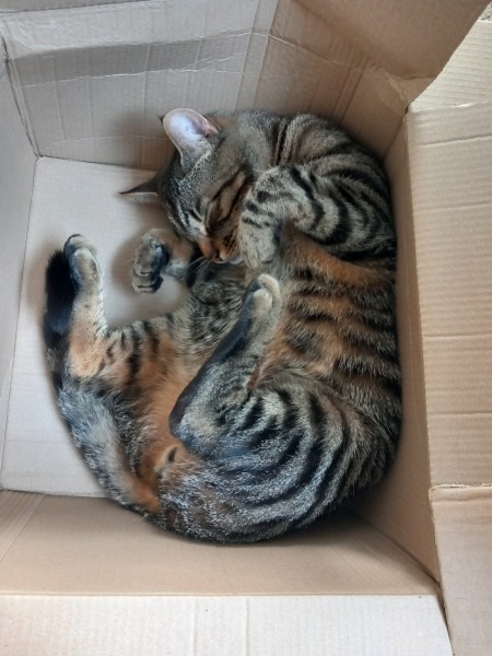 New bathroom to be installed - do I put cat in cattery during the work ?