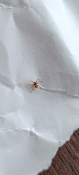 Are these mites or spiders? Do I need to hire a pest control services?