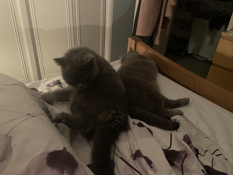 Are kittens hard work?