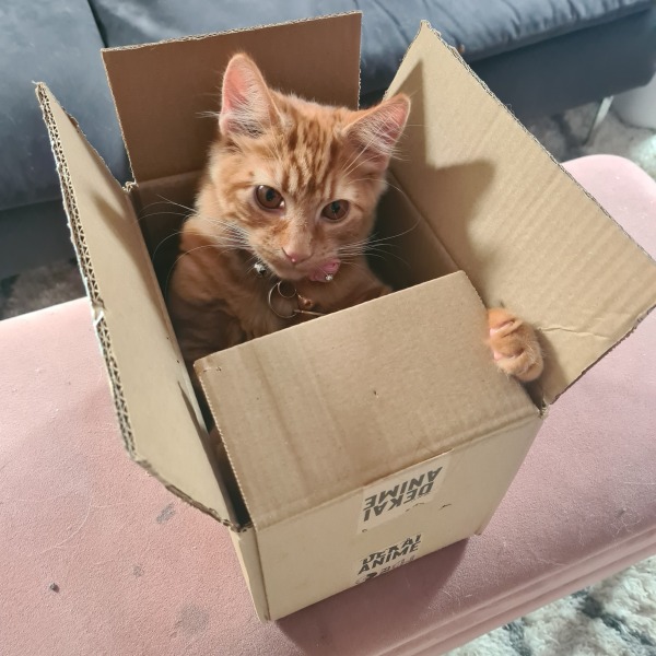 Please can I see your orange cats?