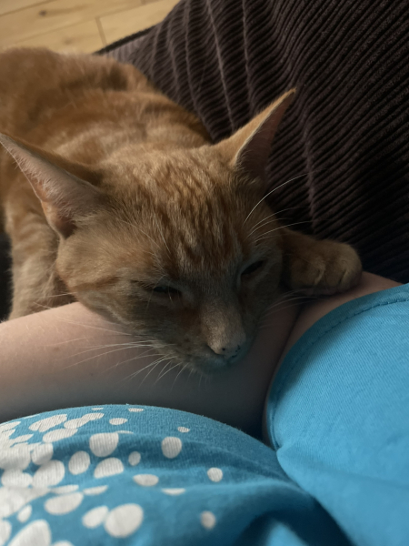 Please can I see your orange cats?