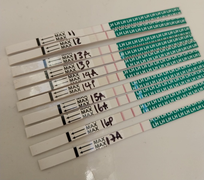 Ovulation tests, when did I ovulate?