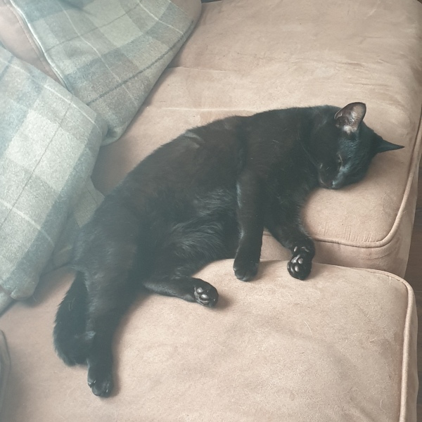 To tell my cat he is insane