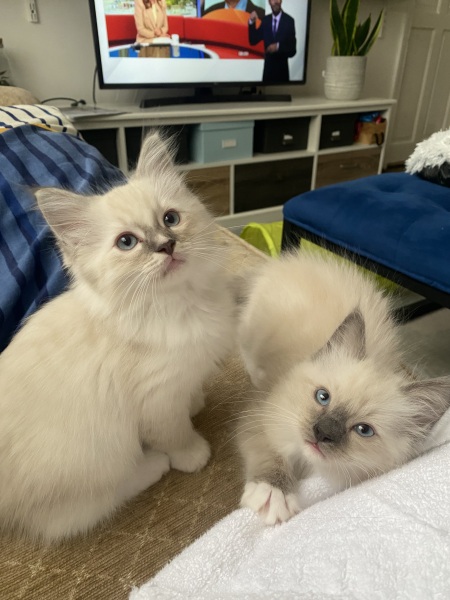 Ragdolls