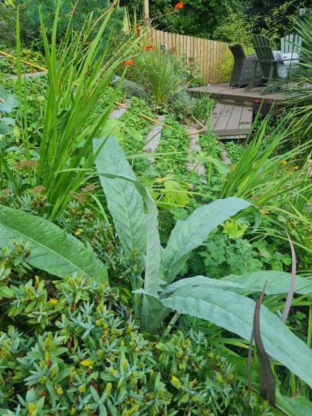 Plant ID Please