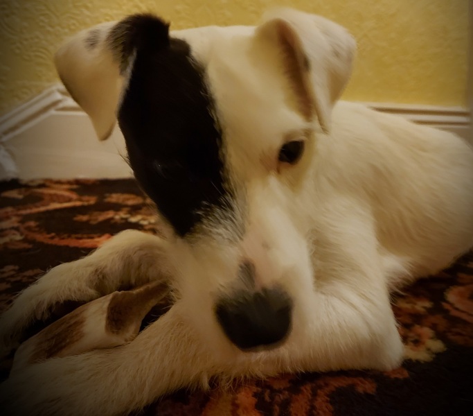 If you meet a little white terrier with a cute black marking over one eye ....
