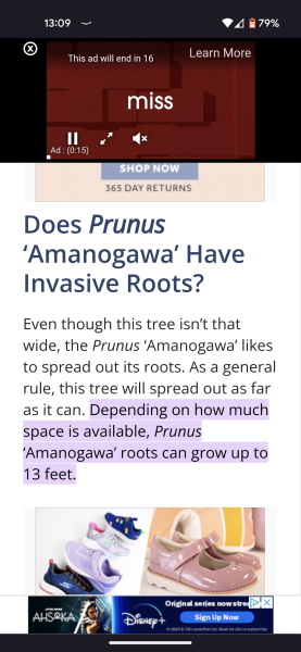 Is this tree too close to my house?