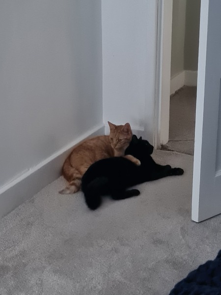 Please can I see your orange cats?