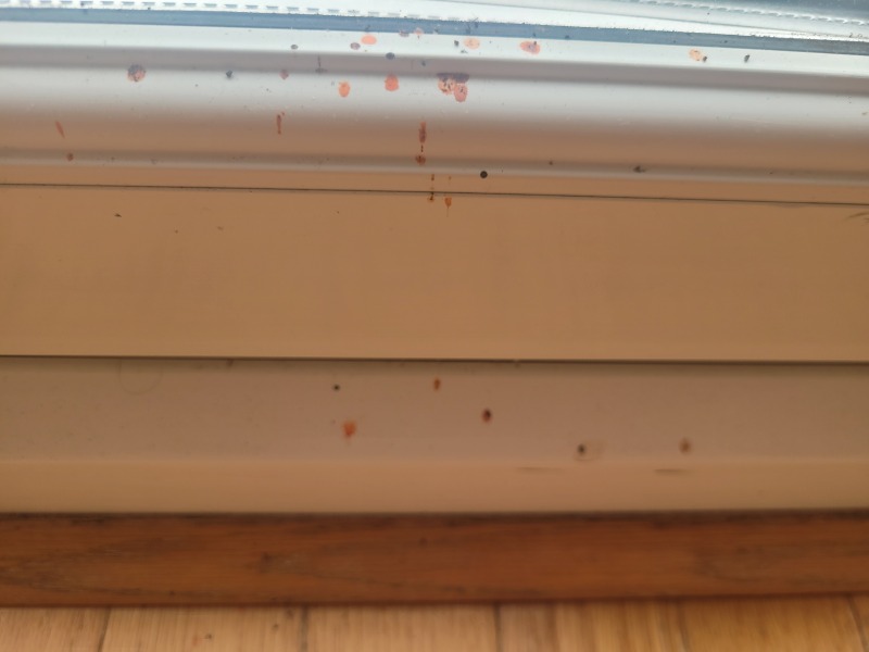 What creature is responsible for this? (Pic of droppings)