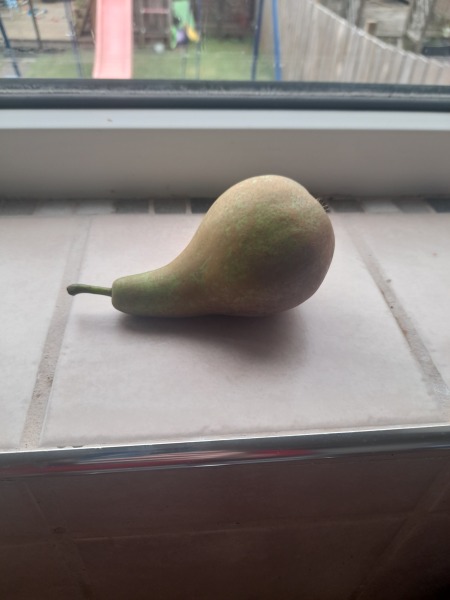 When do I pick my pear?